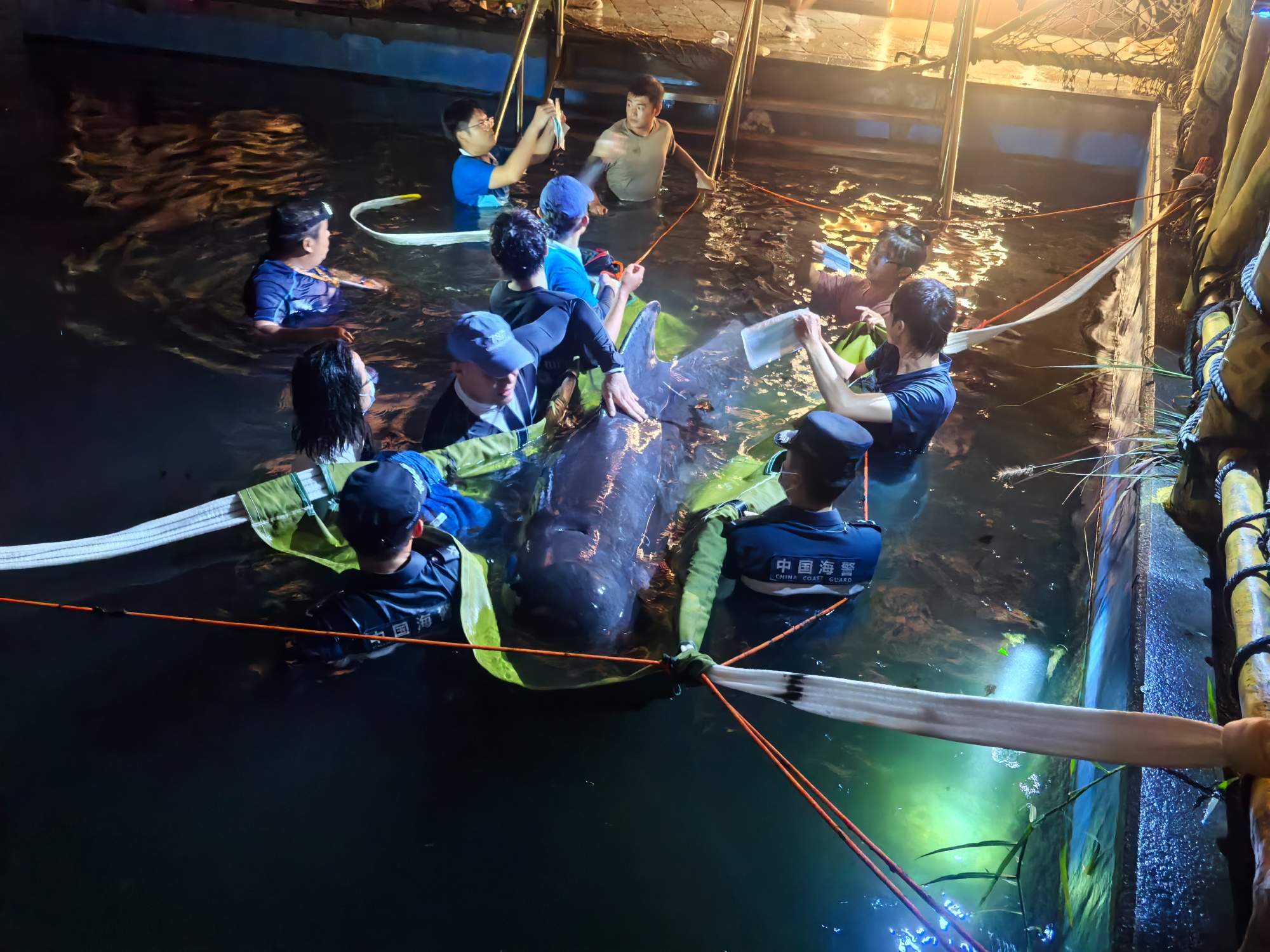 遇到搁浅鲸豚我们该如何科学救助？(图2)