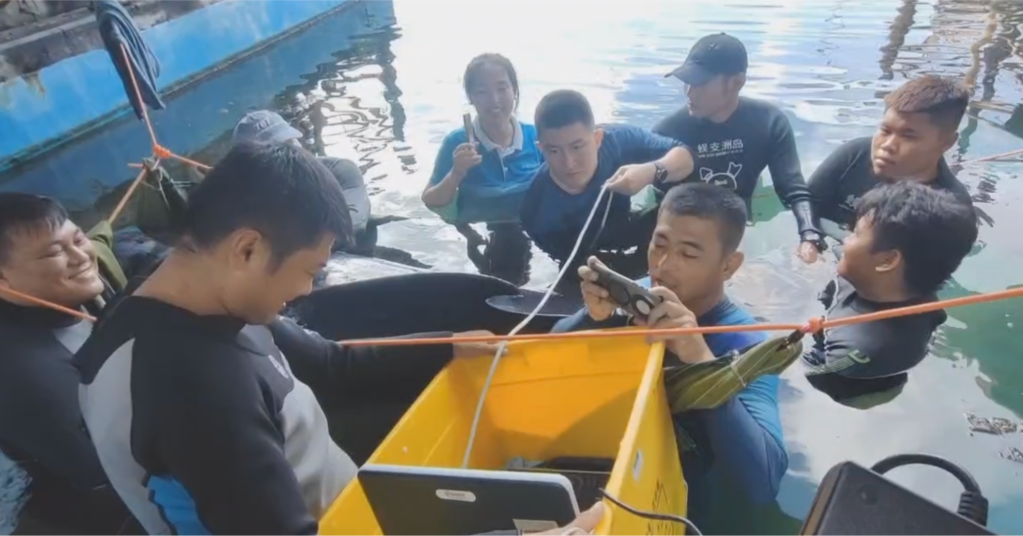 遇到搁浅鲸豚我们该如何科学救助？(图7)