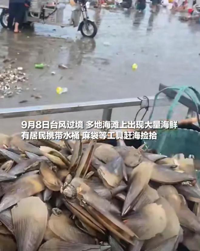 太诱人！捡不完用桶装用车载！专家紧急提醒：不要吃(图2)