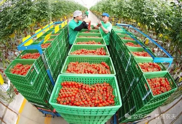 现代设施农业连续多年写入中央一号文件为什么国家这样重视？(图3)