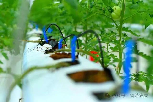现代设施农业连续多年写入中央一号文件为什么国家这样重视？(图5)