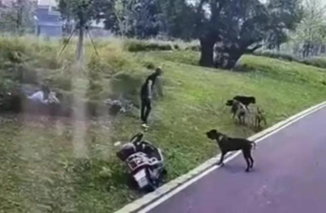 公园里群狗撕咬母女俩都是大型犬遛狗从不栓绳(图2)