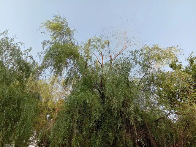 和学妹一起露营深夜她进入我的帐篷压在我的身上(图1)