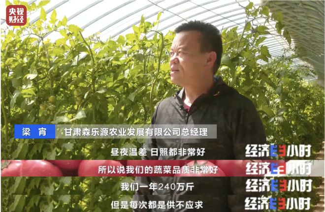 高考素材——戈壁滩上种菜远销海内外！(图8)