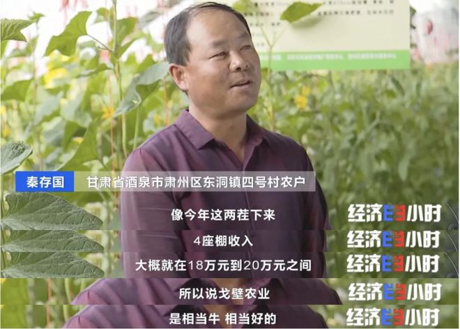 高考素材——戈壁滩上种菜远销海内外！(图5)