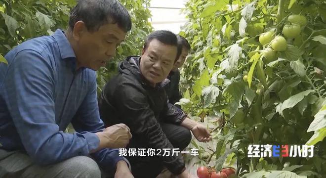 高考素材——戈壁滩上种菜远销海内外！(图6)