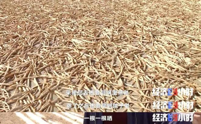 高考素材——戈壁滩上种菜远销海内外！(图11)