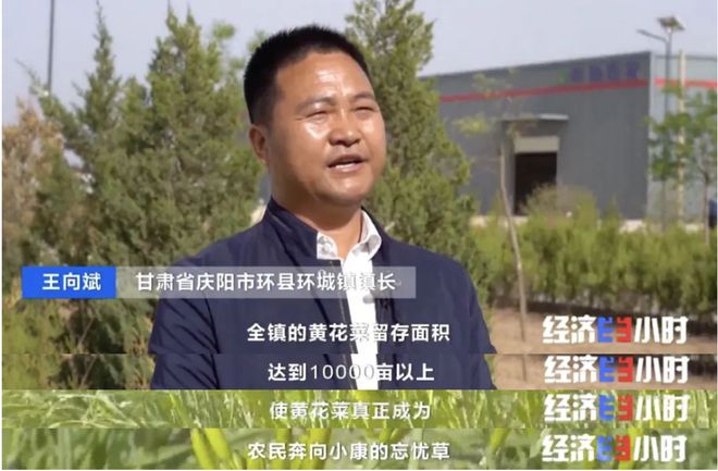 高考素材——戈壁滩上种菜远销海内外！(图15)