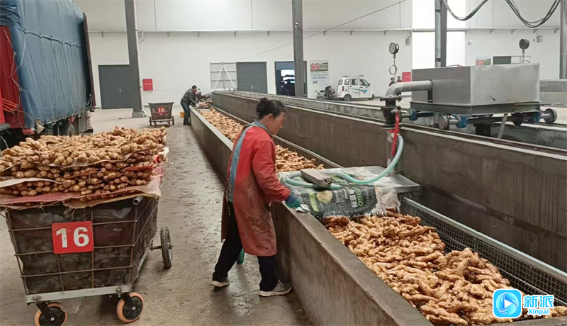 潍坊昌邑：看“梨花水镇”如何打造乡村振兴示范区(图3)