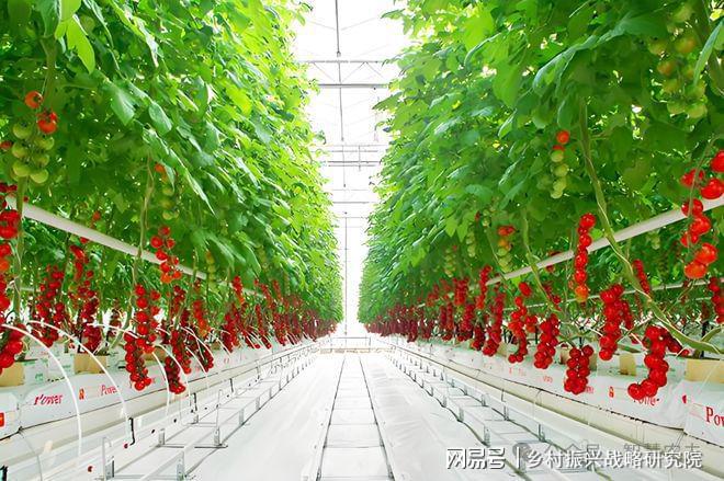 现代设施农业是农业现代化进程中的关键力量(图3)