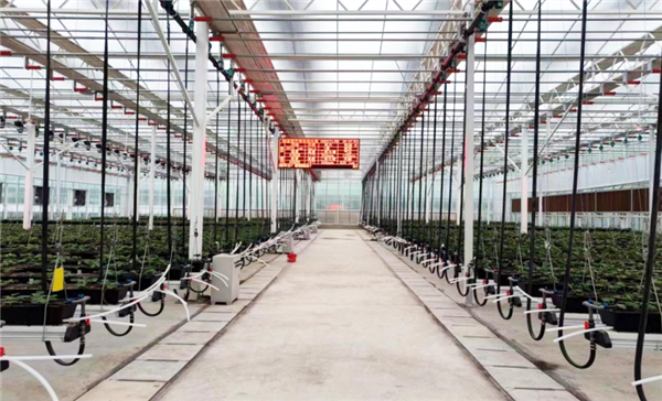 自主龙芯CPU变革传统农业!全国产的智慧草莓大棚(图1)