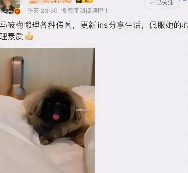 无敌了！汪小菲夫妇巴厘岛烛光晚餐秀恩爱全家上阵霸气护驾(图2)