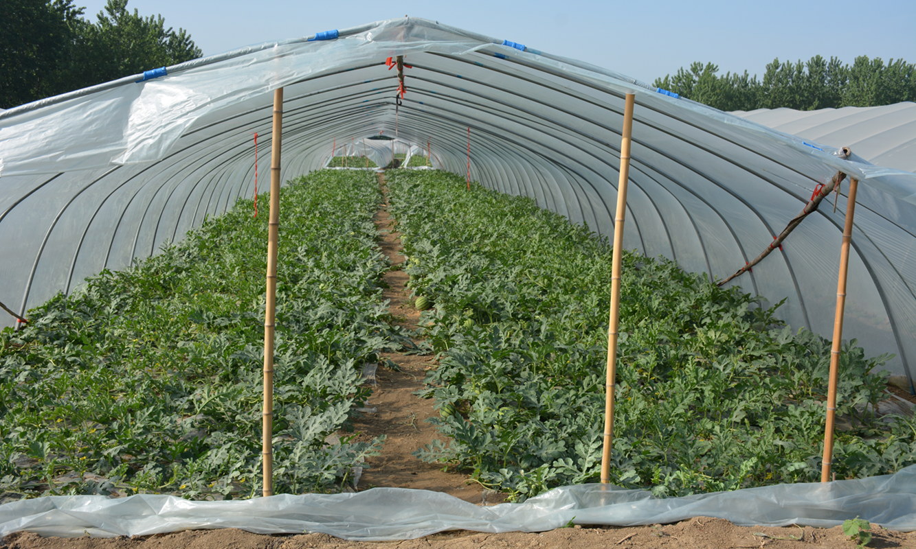 界首顾集镇:“大棚经济”鼓起群众“钱袋子”(图1)