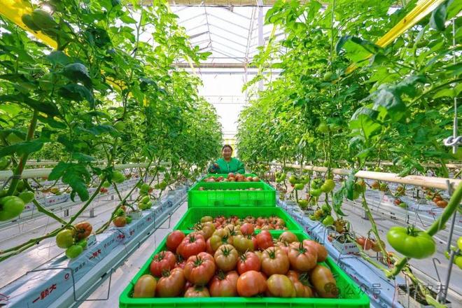 智能温室小番茄变身金果果助农增收好“钱”景！(图6)