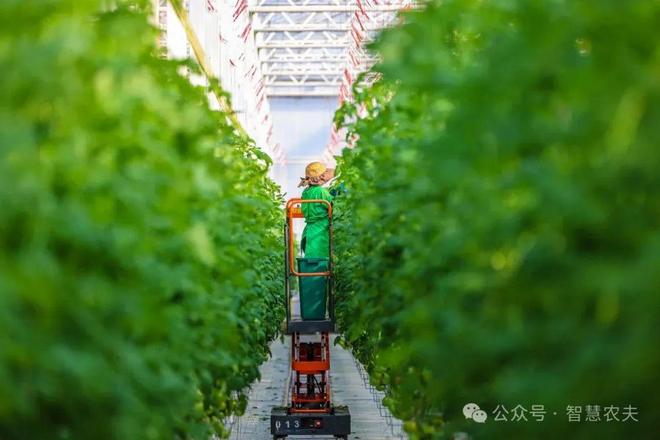 智能温室小番茄变身金果果助农增收好“钱”景！(图4)