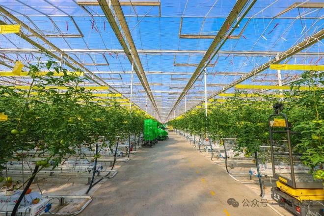 智能温室小番茄变身金果果助农增收好“钱”景！(图3)