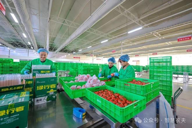 智能温室小番茄变身金果果助农增收好“钱”景！(图8)