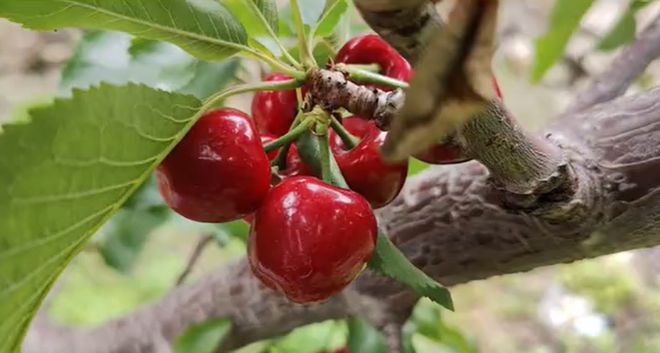四川低空经济国资公司出手!无人机吊运+冷链运输汶川车厘子高效出山24小时直抵全国(图2)