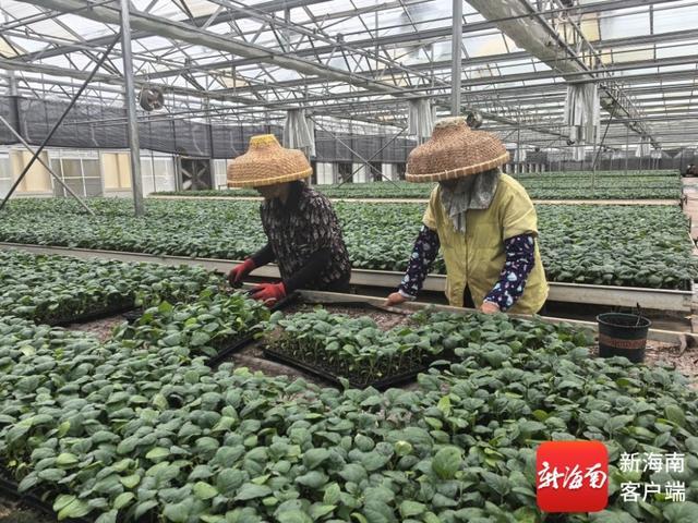 昌江今年计划种植15万亩冬季瓜菜(图1)