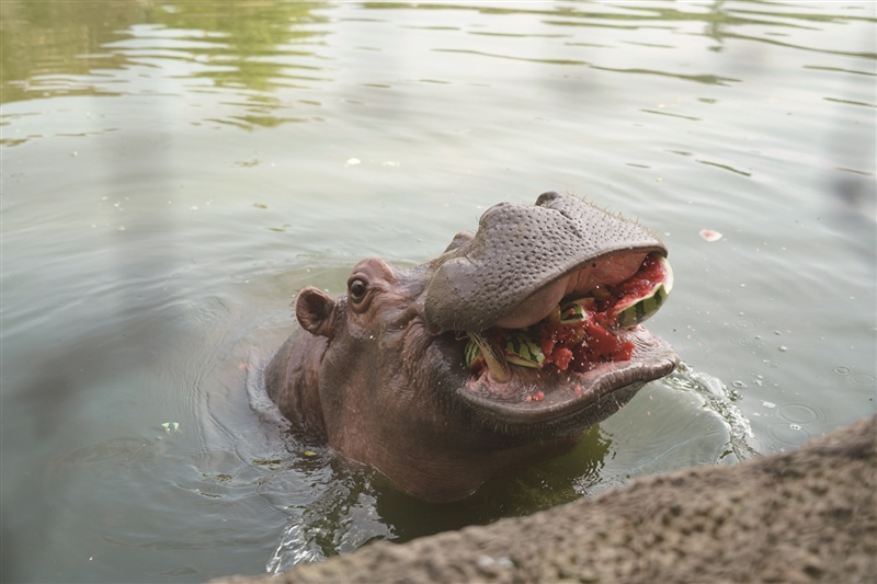 动物园萌兽上演避暑“瓜瓜乐”(图1)