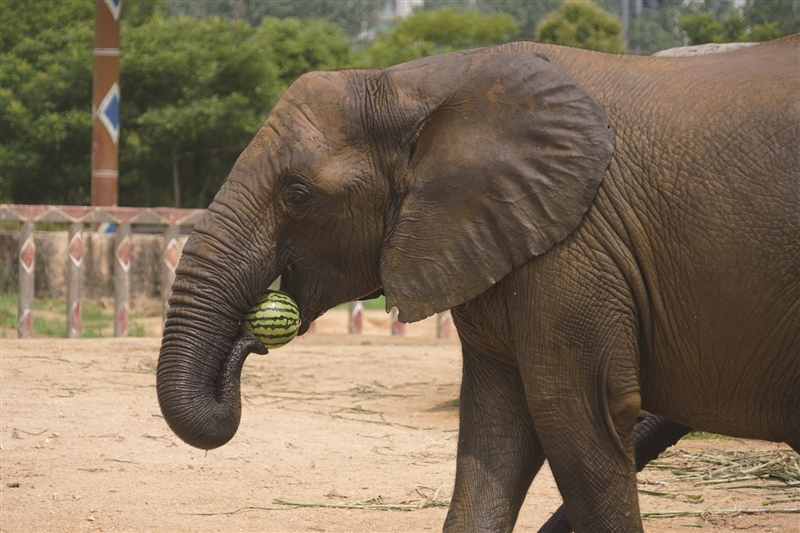 动物园萌兽上演避暑“瓜瓜乐”(图3)