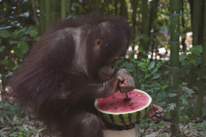 动物园萌兽上演避暑“瓜瓜乐”(图2)