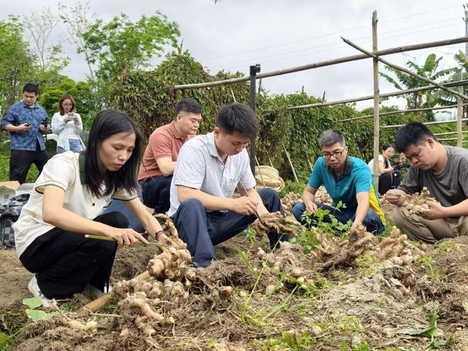 助农直播已卖4万斤高明合水生姜急寻爱心买家！(图6)
